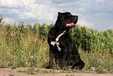 CANE CORSO 893